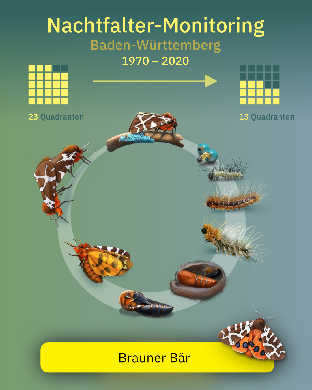 Entwicklungszyklus des Braunen Bären, Arctia caja