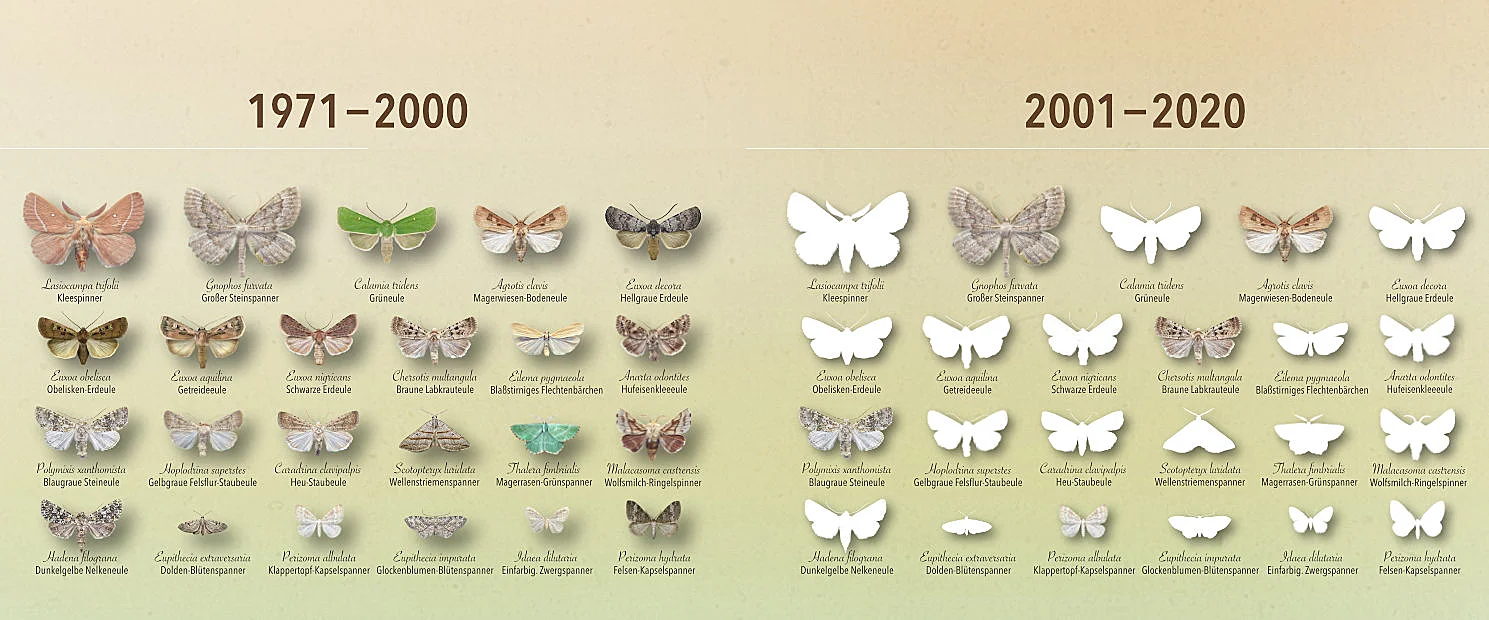 Poster zum Verlust der Artenvielfalt in Rottenburg